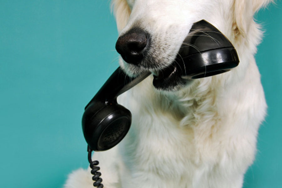 Hund Telefon Praxis